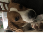 Beagles for life