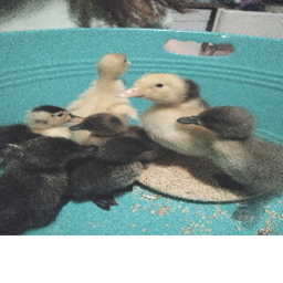 Duck World!