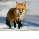 The Fox People