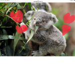 Pens pens koala group