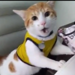 Cat comunitty