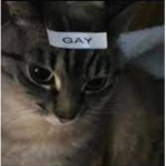 Kitty-Katss