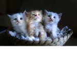 KoSaN Cats