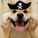 good shiba pirate