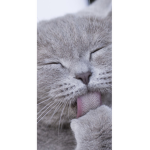 Purr Group :D