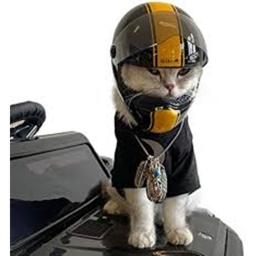 Mega Cat race