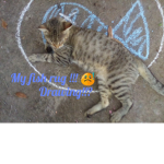 Oofer cats