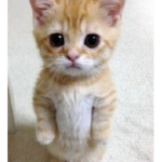 LIL D's Cat Gang
