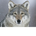 Wolfpack47892 group