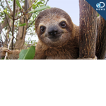 Cute sloth so join my group