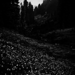•twilight forest•