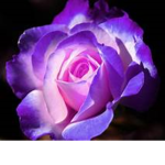 purpleeee :)))))