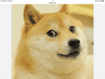 #RIP DOGE!