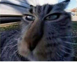 Cato negro