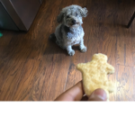 THE DINO NUGGETS