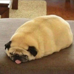 The most common Doge