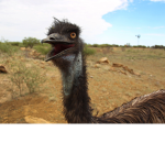 Team RL and Emu