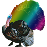 Rainbow Turkeys