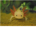Axolotl-Unite