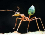 The World Of Ants