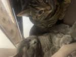Yassin cats the tiny one is gone it’s missing