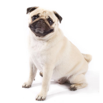 Puggy power