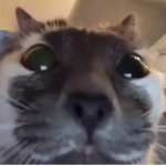 CatGameE