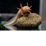 Axolotls of Robloxia!