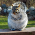 Fat squirrelllllllll