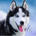 Husky family (people that watch huskyfanboys vids