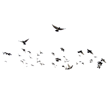TB PNG Sky Birds Flying Cute Heaven Doves Y2K Prep Roblox decal