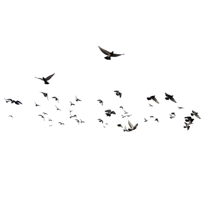TB PNG Sky Birds Flying Cute Heaven Doves Y2K Prep Roblox decal