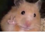 !hamster club!