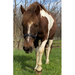 -:: PONY ::-