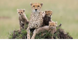Cheetahs of Roblox's Obby