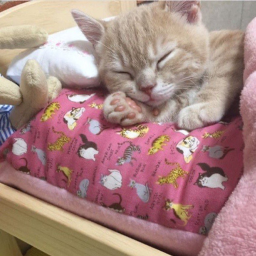 the kitten