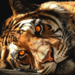 TIGERS ARE COOL!!!