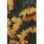 • Bees •
