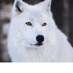 The Wolf's Group :)