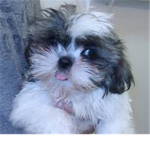 People Who Wish They Were Dogs