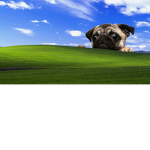 mops grupa