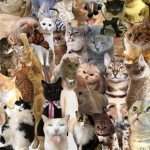 Kitty Nation :3