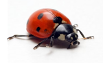 the ladybird of group