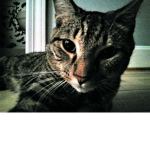 Cats are cool / eli fan club