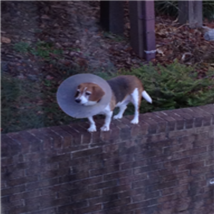 dog Roblox decal