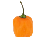 Habanero boi