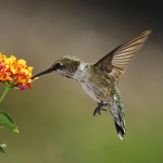 Hummingbirdz
