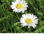 Daisys fans