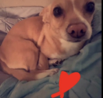 The Weird Life Of a Doge