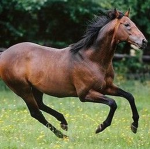 ~Lightning Legacy Thoroughbreds~